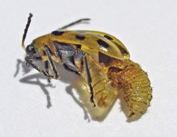 Photograph of mature tachinid larva emerging from dead host (cucumber beetle) prior to pupating.